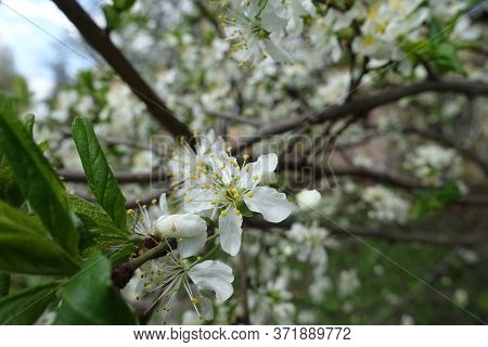 Few White Flowers Of Sour Cherry Tree In April