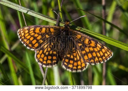 Heath Fritillary (melitaea Athalia)