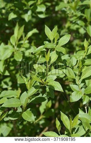 Weeping Forsythia Leaves - Latin Name - Forsythia Suspensa
