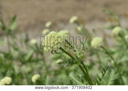 Gold Plate Yarrow Flower Buds - Latin Name - Achillea Filipendulina Gold Plate