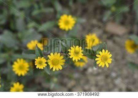 Mexican Creeping Zinnia Yellow Flowers - Latin Name - Sanvitalia Procumbens