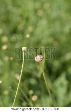 White Scabious Flower Bud - Latin Name - Cephalaria Leucantha