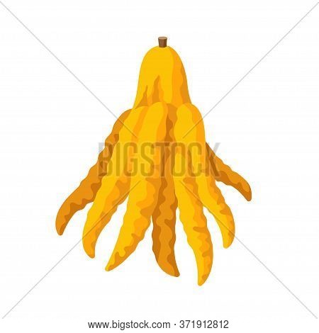 Fingered Citron Vector Illustration Isolated On White Background. Juicy Tropical Exotic Fruit Buddha