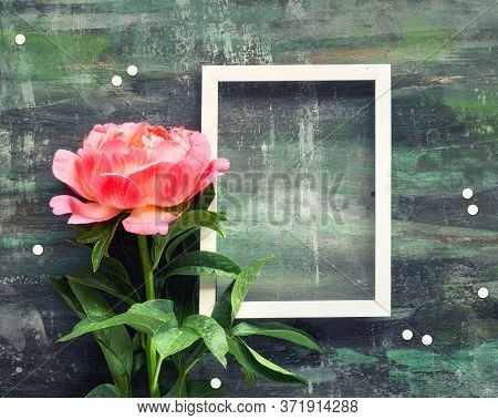 Creative Flat Lay With Light Coral Peony By White Empty Blank Frame With Copy-space, Text Space. Dar