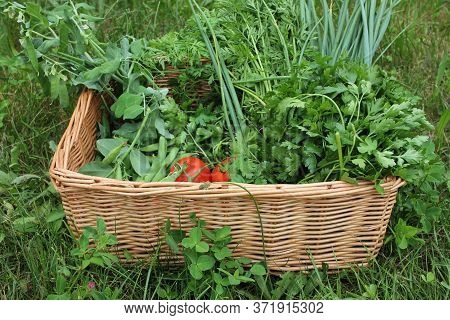 Fresh Organic Vegetables In A Basket. Summer Harvest Of Young Peas, Green Onions, Fresh Parsley, Red