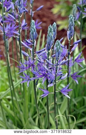Camassia Is A Genus Of Plants In The Asparagus Family Native To Western North America. Common Names 