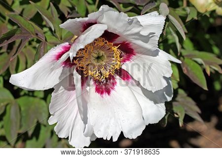 Paeonia Rockii Is Cultivated As An Ornamental Plant In Asia And The West.  It Is Used As An Herbal R
