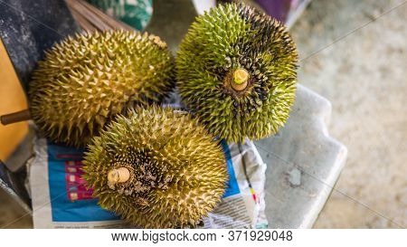 Close Up Detail View Of Three Ripe Durian Fruit After Fall From Tree. King Of Fruits In Southeast As