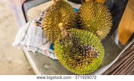 Close Up Detail View Of Three Ripe Durian Fruit After Fall From Tree. King Of Fruits In Southeast As