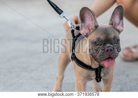 Save
Download Preview
A Cute Fawn Colored French Bulldog. Adorable French Bulldog Puppy. Walking Aro