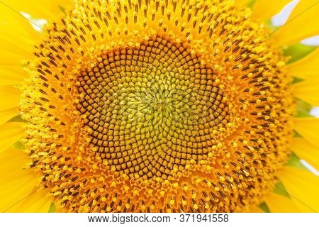 Close-up View Of Sunflower, Showing Details In The Center Of The Flower