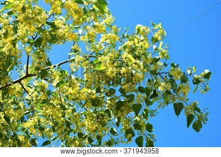 Bright Golden Yellow Blooming And Smelling Flowers And Linden Blossoms On Tree Branches In Summer. C