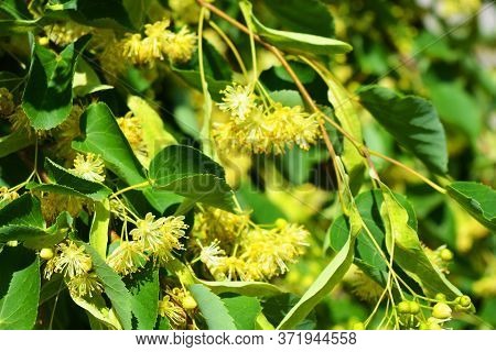 Bright Golden Yellow Blooming And Smelling Flowers And Linden Blossoms On Tree Branches In Summer. C