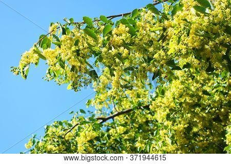 Bright Golden Yellow Blooming And Smelling Flowers And Linden Blossoms On Tree Branches In Summer. C