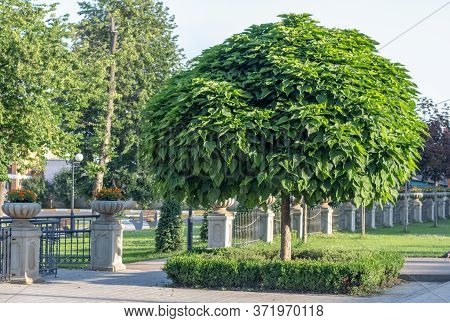 Catalpa With A Beautiful Crown On The Green Grass On In Summer Day