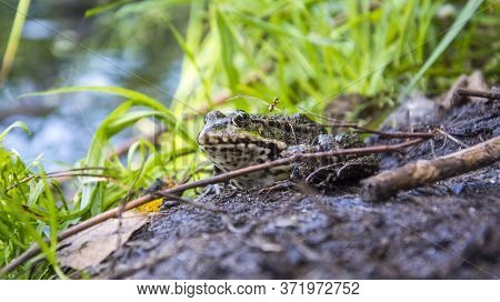 In Summer, A Green Toad Sits In The Grass On The River Bank.