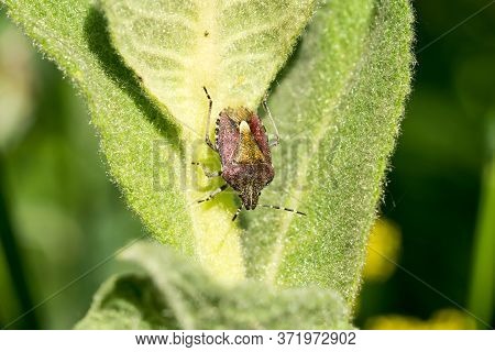 Bedbug (dolycoris Baccarum) On A Green Leaf. Natural Background. Close-up.