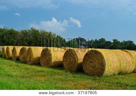 saman bails