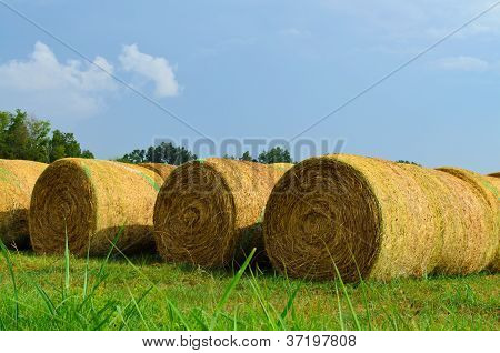 bir alandaki saman bails