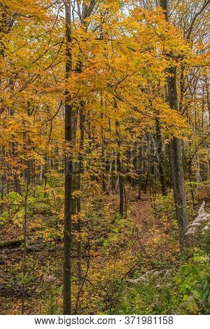 Pake In Fall Time Near Toronto, Canada