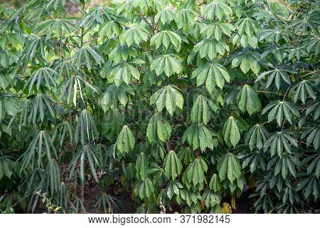 Cassava Plantation In Southern Brazil