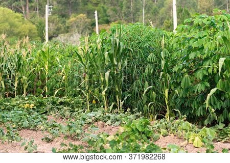 Cassava (manihot Esculenta) Plantation And Plants In Brazil