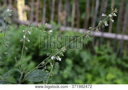 Circaea Lutetiana - Wild Plant. Plant Blooming In Summer.