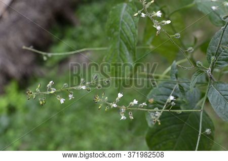 Circaea Lutetiana - Wild Plant. Plant Blooming In Summer.
