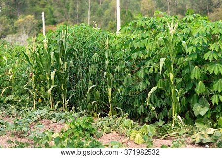 Cassava (manihot Esculenta) Plantation And Plants In Brazil
