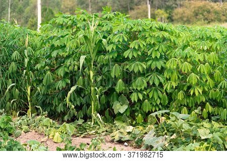 Cassava (manihot Esculenta) Plantation And Plants In Brazil
