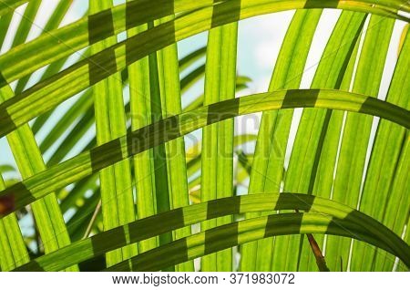 Image Soft Focus Green Plam Leaves Natural Background Or Texture. Sunlight Through Leaves.