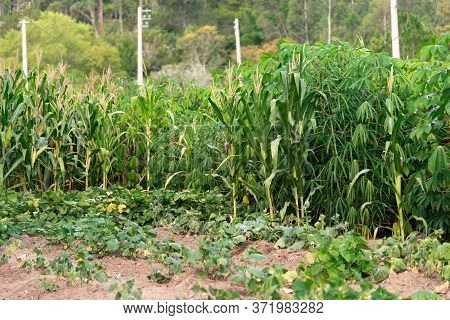 Cassava (manihot Esculenta) Plantation And Plants In Brazil