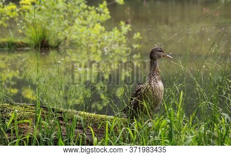 Wild Duck At Lacu Rosu Lake In Romania. The Mallard Is A Dabbling Duck