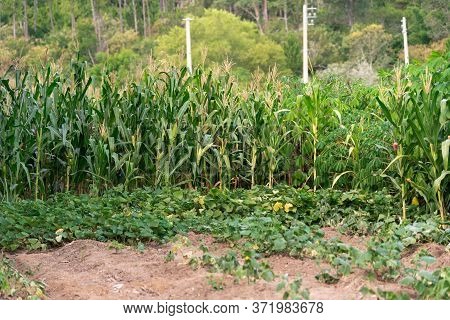 Cassava (manihot Esculenta) Plantation And Plants In Brazil