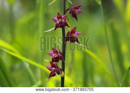Cephalanthera Rubra, Known As Red Helleborine, Is An Orchid Found In Europe, North Africa And Southw