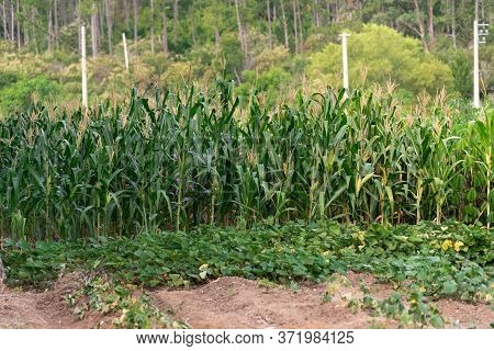 Cassava (manihot Esculenta) Plantation And Plants In Brazil