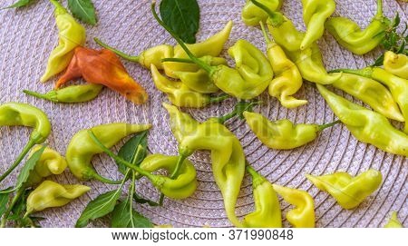 Capsicum Baccatum Pepper On Light Background