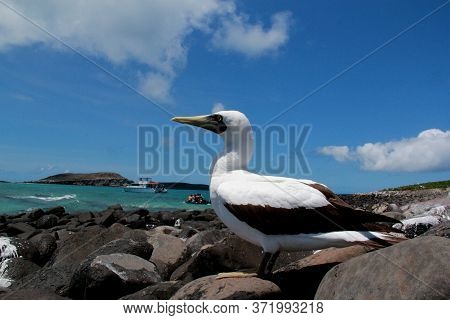 Caravelas, Bahia / Brazil - October 22, 2012: Birds Are Seen On Island In The Abrolhos Marine Park, 