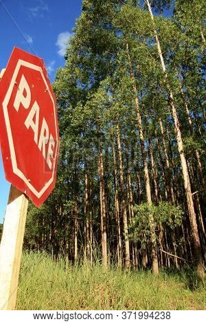 Eunapolis, Bahia / Brazil - November 26, 2010: Eucalyptus Plantation On A Veracel Celulose Farm In T