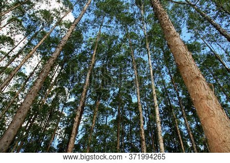 Eunapolis, Bahia / Brazil - November 26, 2010: Eucalyptus Plantation On A Veracel Celulose Farm In T