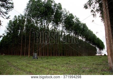 Eunapolis, Bahia / Brazil - November 26, 2010: Eucalyptus Plantation On A Veracel Celulose Farm In T