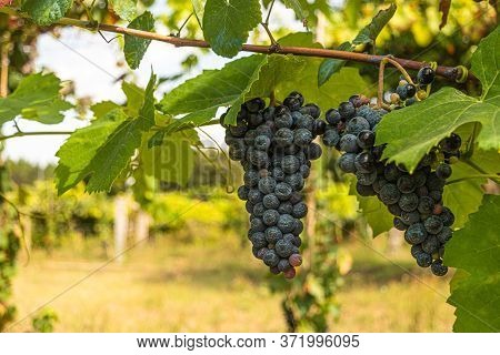 Close Up Of Berries And Leaves Of Grape-vine. Single Bunch Of Ripe Red Wine Grapes Hanging On A Vine