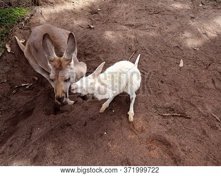 Kangaroos Sharing A Clover In A Field, Australia