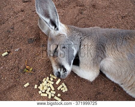 Cute Kangaroo Enjoys Sleeping In The Zoo With Foods