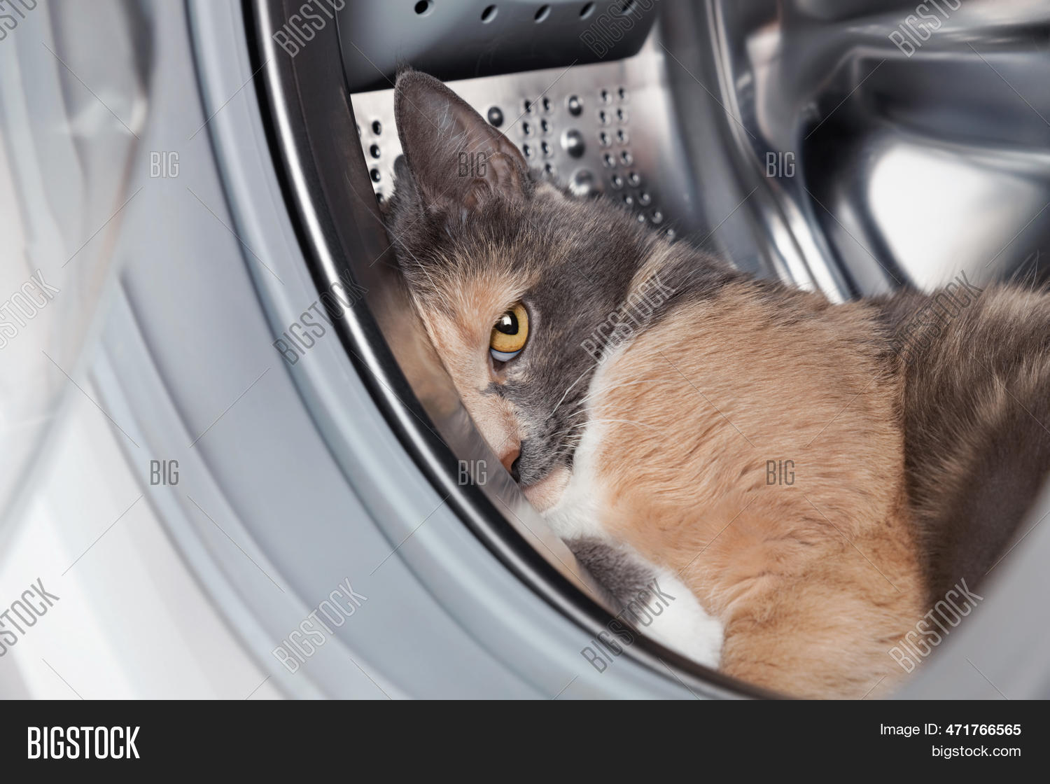 Cat Washing Machine. Image & Photo (Free Trial) Bigstock