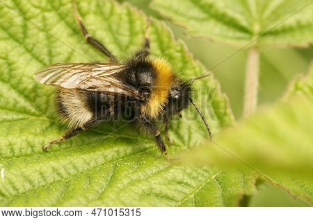 Natural Closeup On The Forest Four Colored Cuckoo-bumblebee, Bombus Sylvestris On A Green Leaf In Th