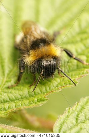 Natural Closeup On The Forest Four Colored Cuckoo-bumblebee, Bombus Sylvestris On A Green Leaf In Th
