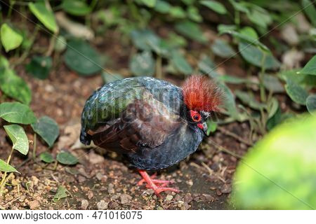 An Ostrich Quail, (rollulus Rouloul) Roams The Bushes.