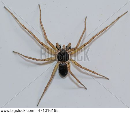 A Two-color Flat-streaked Spider, Philodromus Dispar On A Wall.