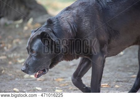 Black Dog In The Park. Selective Focus And Shallow Depth Of Field. Portrait Of A Big Black Dog.